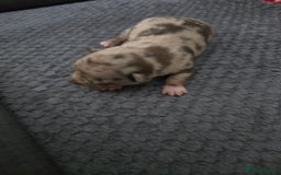 Chihuahua dogs for sale: Chihuahua  - Image 2