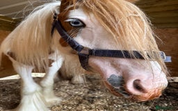 Irish Cob horses for sale: Lovely young horse  - Image 2