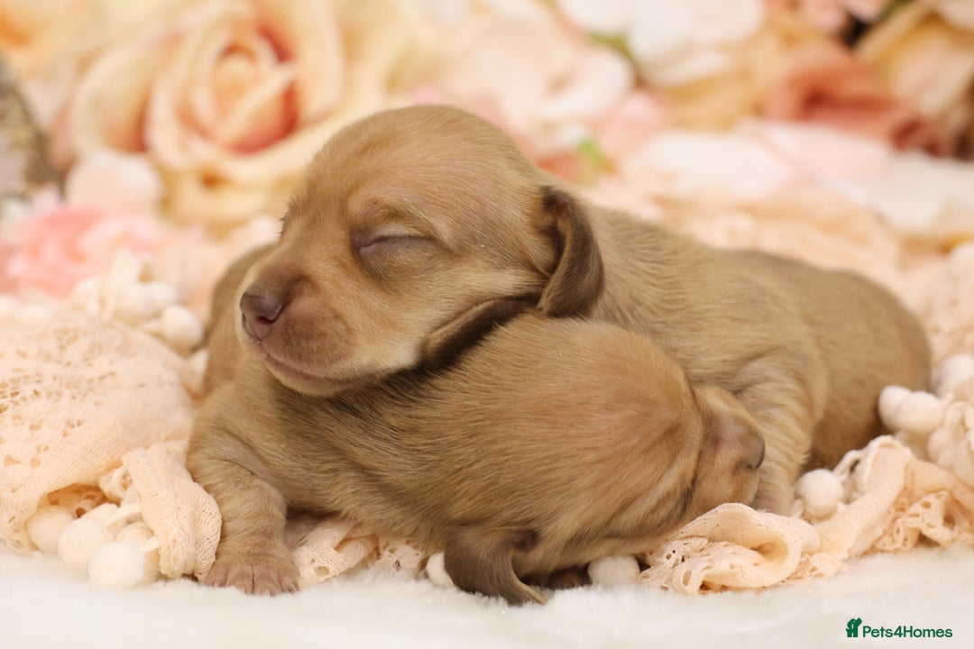 Miniature Dachshund dogs for sale: KC Miniature Dachshund Puppies - Advert 14