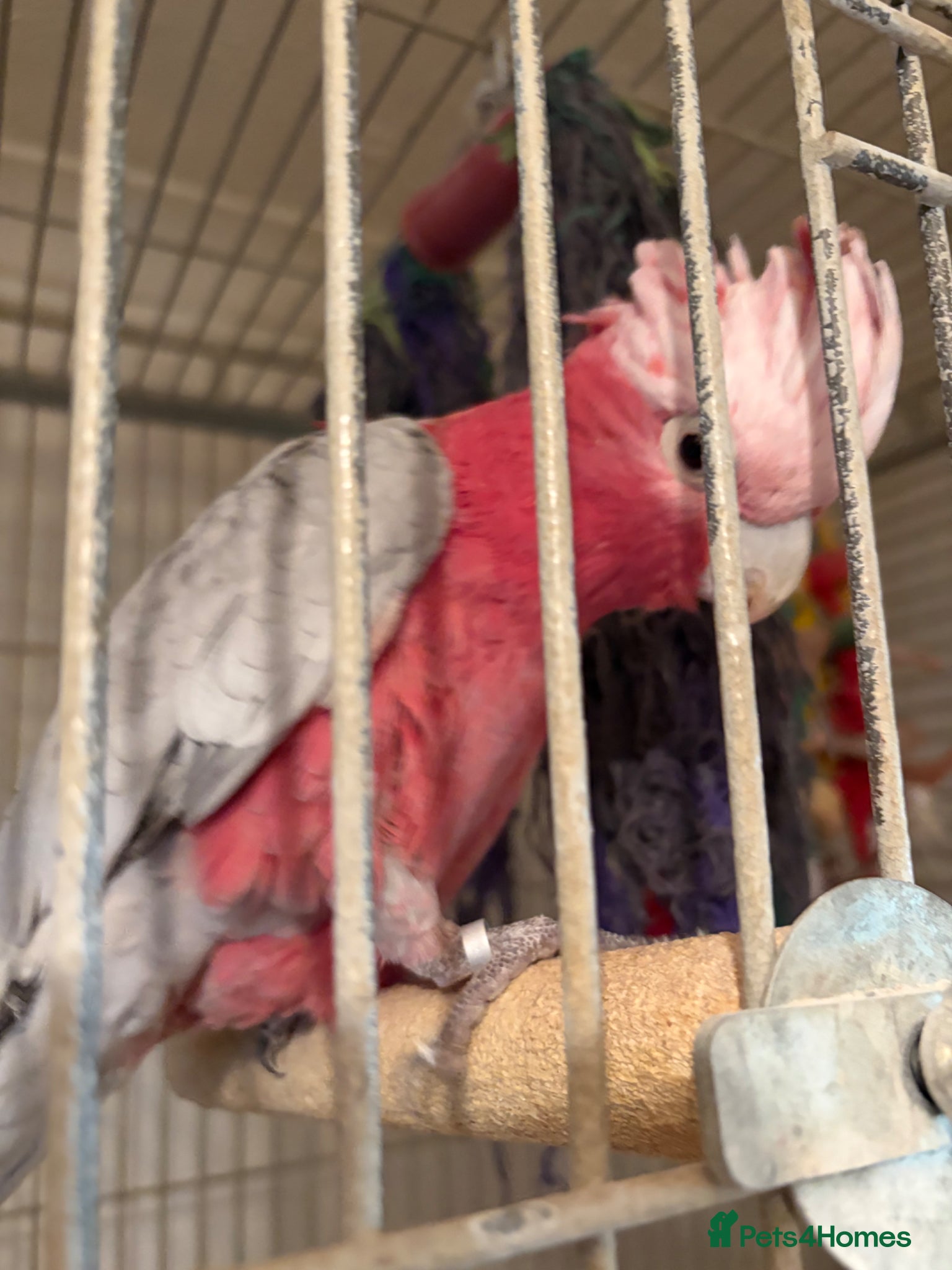 Cockatoo birds Galah Cockatoos  - Advert 2