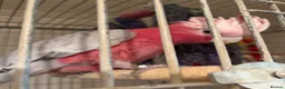 Cockatoo birds for sale: Galah Cockatoos  in Boston - Advert 2