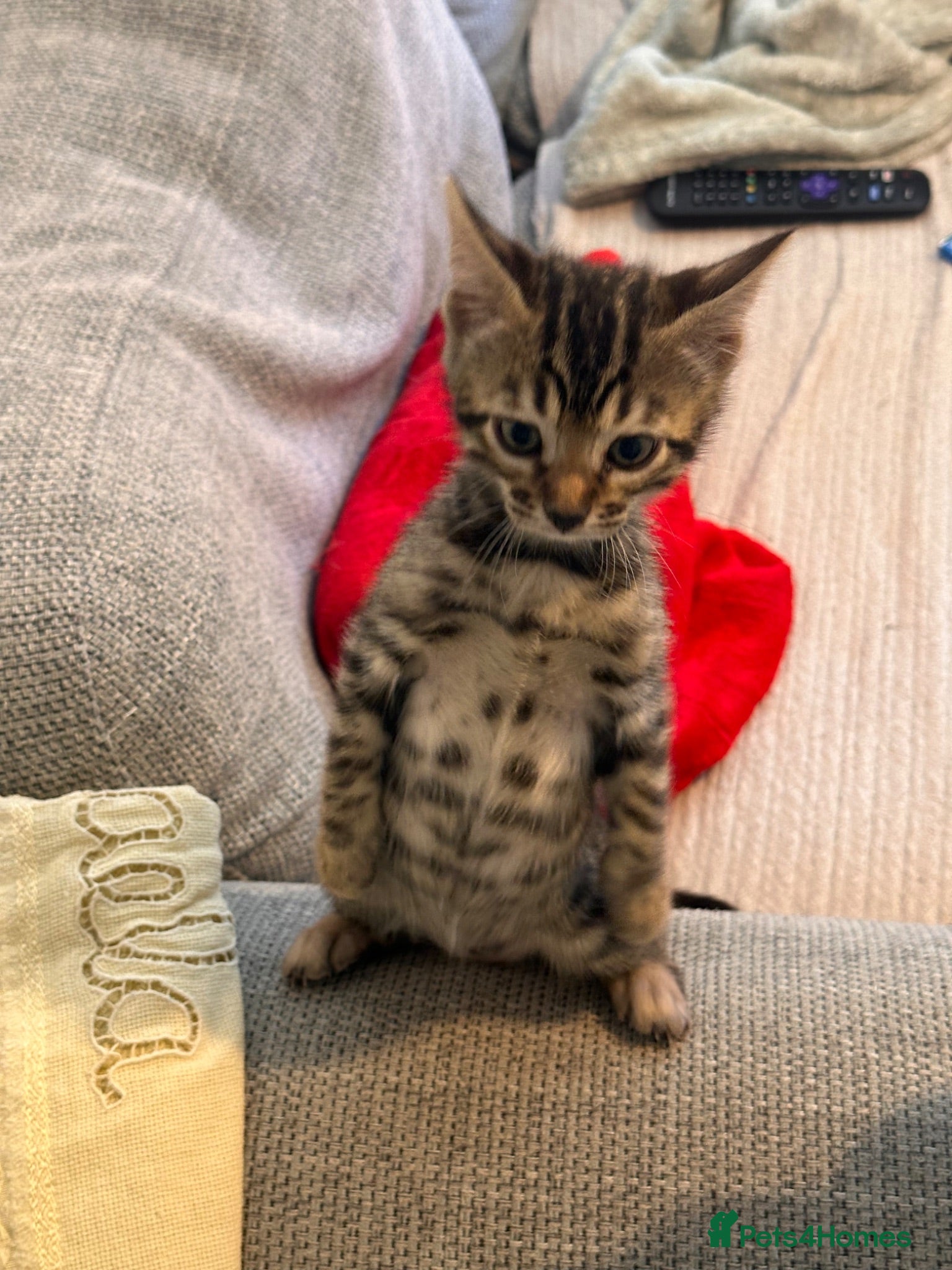 Bengal cats 2 Bengal kittens / girls for sale  - Advert 1