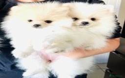 Pomeranian dogs for sale: Your little Pomeranian friend  - Image 3