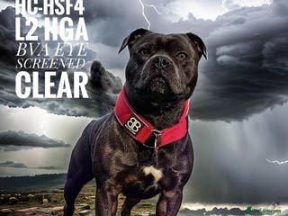 Staffordshire Bull Terrier dogs 🇬🇧 ONE & ONLY HERCULES, BLUE HEALTH TESTED STUD in Abingdon - Advert 4