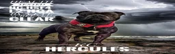 Staffordshire Bull Terrier dogs for stud: 🇬🇧 ONE & ONLY HERCULES, BLUE HEALTH TESTED STUD in Abingdon - Advert 1