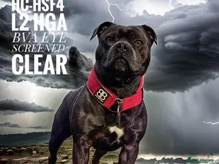 Staffordshire Bull Terrier dogs 🇬🇧 ONE & ONLY HERCULES, BLUE HEALTH TESTED STUD in Abingdon - Advert 1