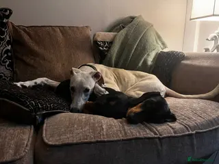 Lurcher dogs Absolutely stunning lurcher - Advert 9