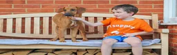 Mixed Breed dogs for adoption: Handsome Henry - Advert 3