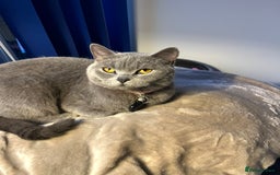British Shorthair cats for sale: Her Royal Highness, Bluey, Seeks Her Kingdom. - Image 2