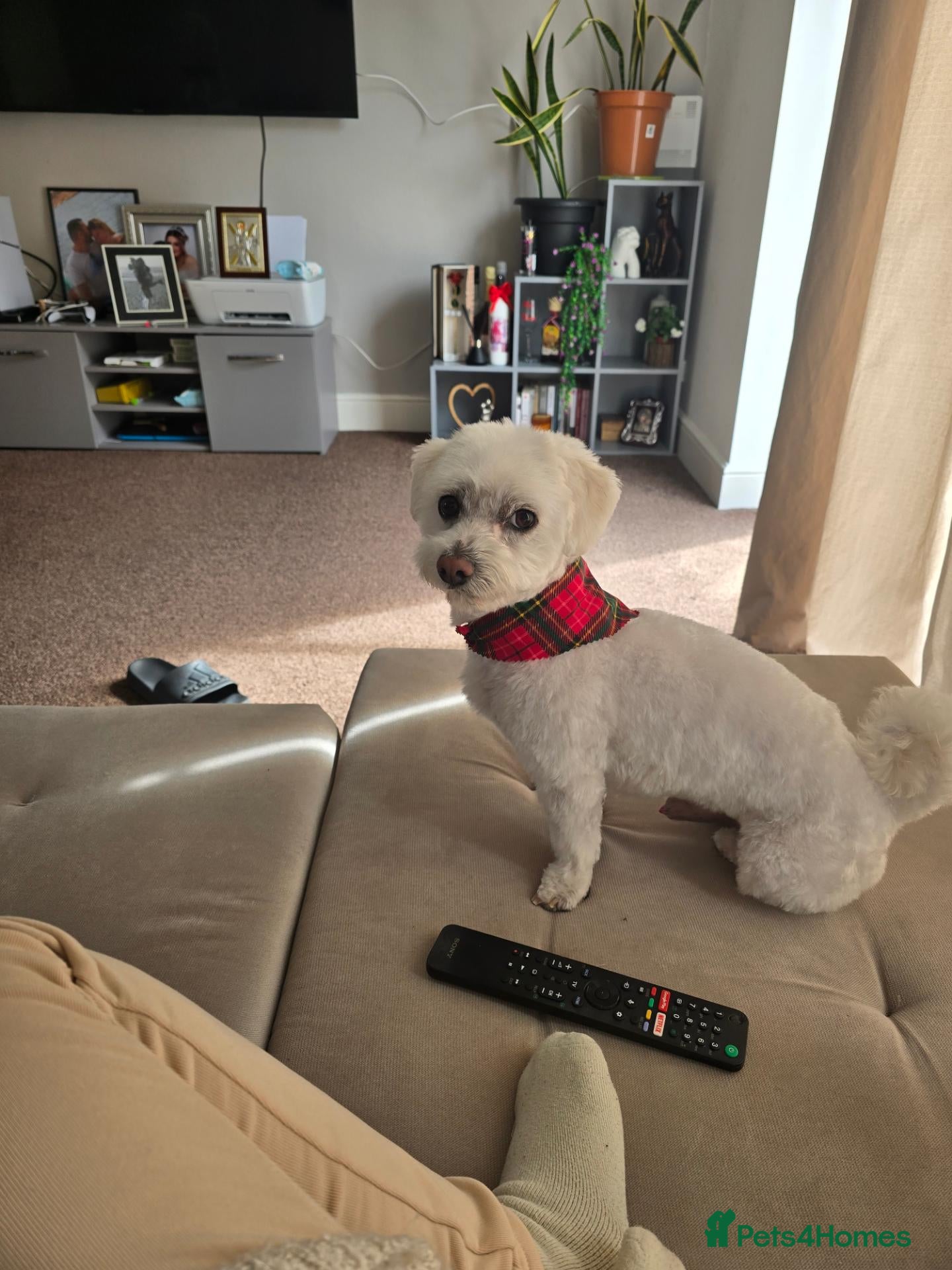 Mixed Breed dogs for sale: Scooby Doo - Advert 2