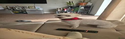 Mixed Breed dogs for sale: Scooby Doo - Advert 1