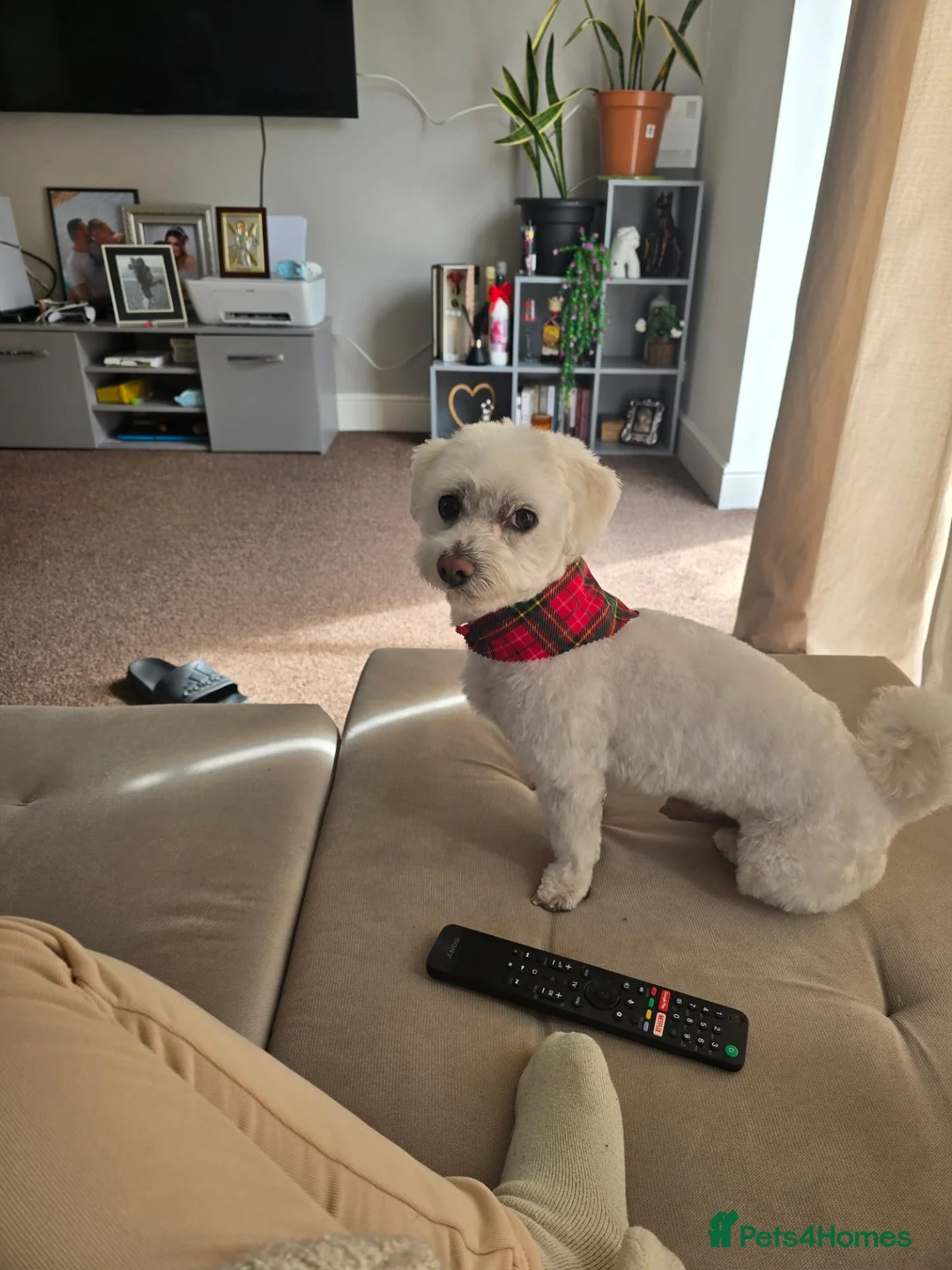 Mixed Breed dogs for sale: Scooby Doo - Advert 1