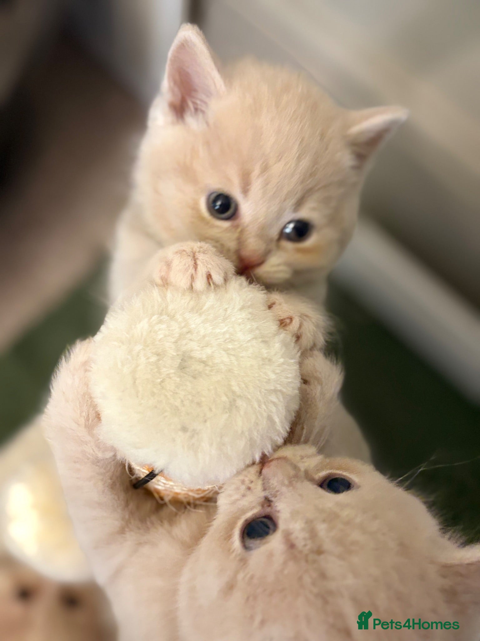 British Shorthair cats Exceptional GCCF Cream British Shorthair Kittens ✨ - Advert 7