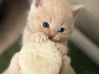 British Shorthair cats Exceptional GCCF Cream British Shorthair Kittens ✨ - Advert 7