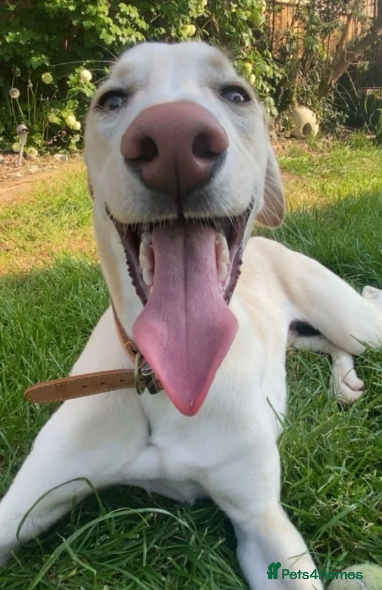 Mixed Breed dogs Male saluki cross looking for forever home  - Advert 1