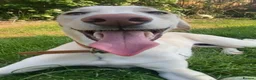 Mixed Breed dogs for sale: Male saluki cross looking for forever home  - Advert 1