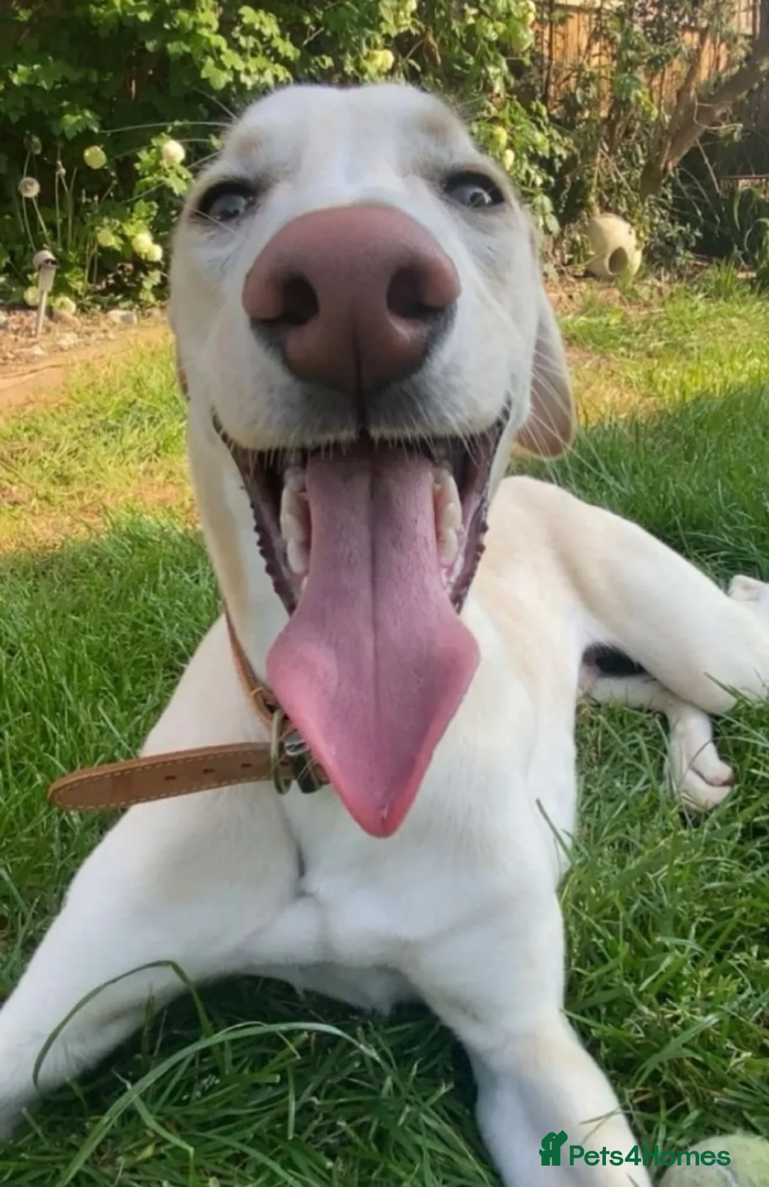 Mixed Breed dogs for sale: Male saluki cross looking for forever home  - Advert 1