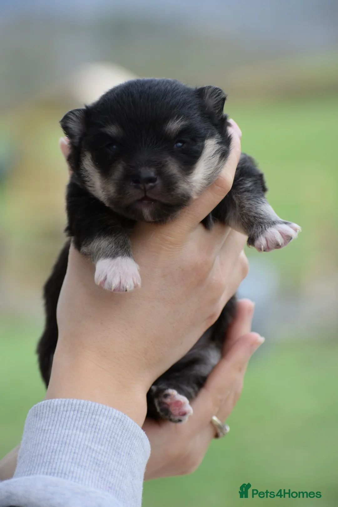 Pomsky dogs for sale: Stunning Pomsky puppies from health tested parents - Advert 20