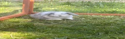 Mini Lop rabbits for sale: Mini lop bunnies  in Plymouth - Advert 3