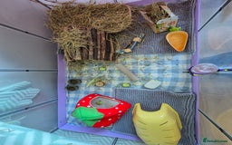 Guinea Pig rodents for sale: 2 female bonded Guinea Pigs - Advert 7