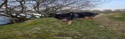 German Shepherd dogs for sale: Chas is looking for his forever home in Halesworth - Advert 11