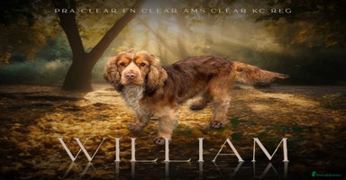 Cocker Spaniel dogs in Market Drayton - Advert 1