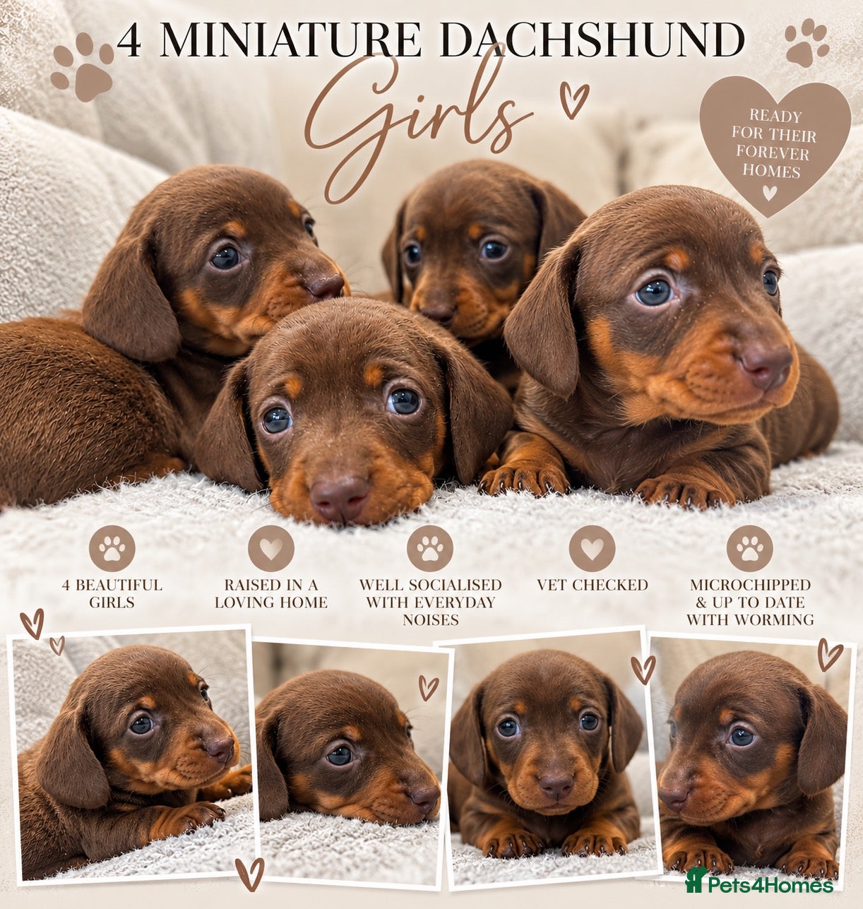 Miniature Dachshund dogs KC registered MINIATURE DACHSHUND GIRLS - Advert 12