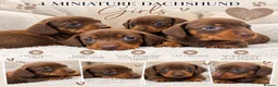 Miniature Dachshund dogs for sale: KC registered MINIATURE DACHSHUND GIRLS - Advert 1