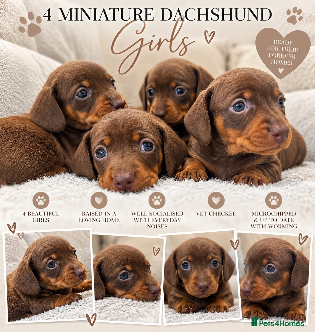 Miniature Dachshund dogs for sale: KC registered MINIATURE DACHSHUND GIRLS - Advert 1