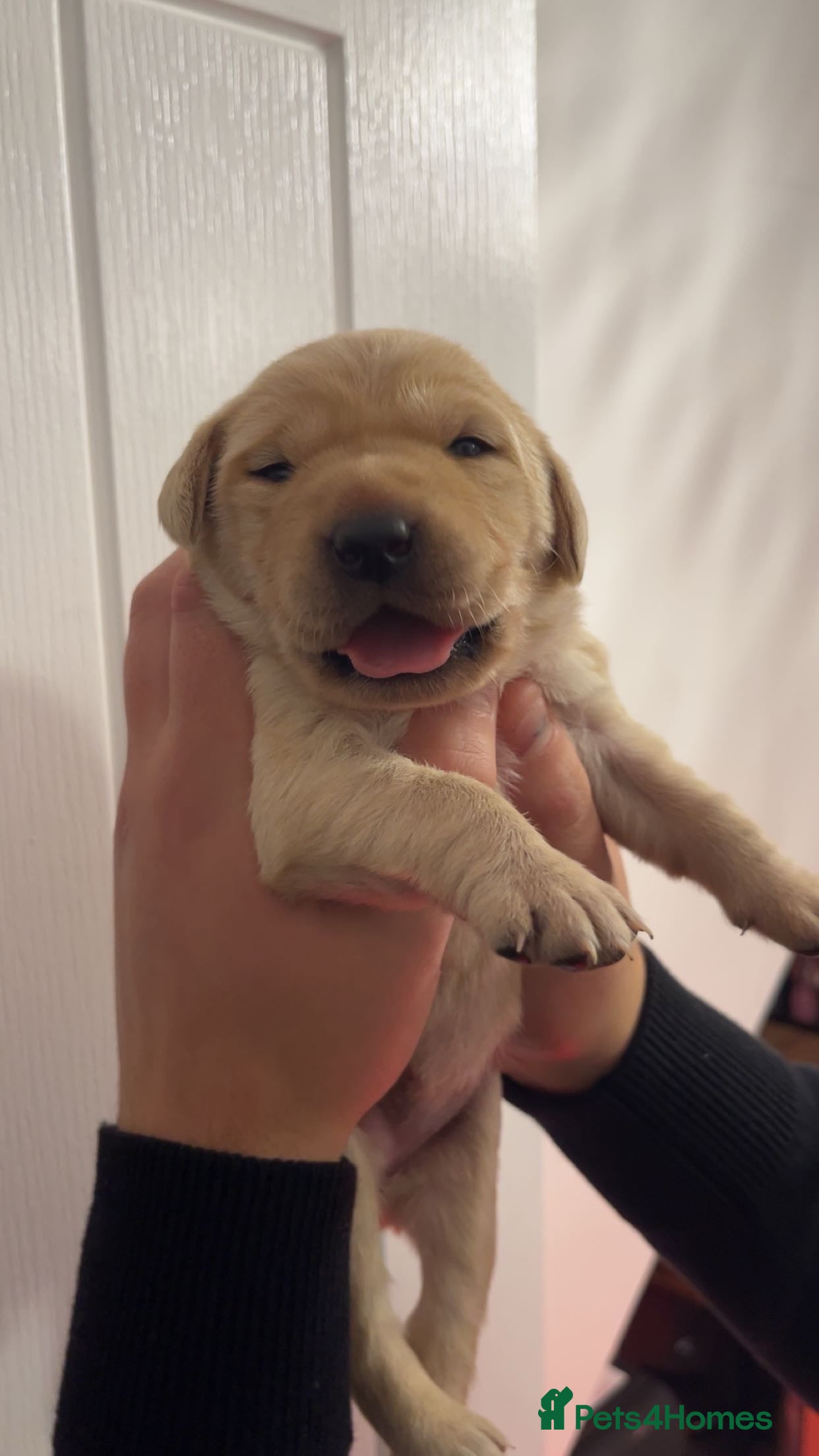 Labrador Retriever dogs KC registered Labrador Puppies  - Advert 14