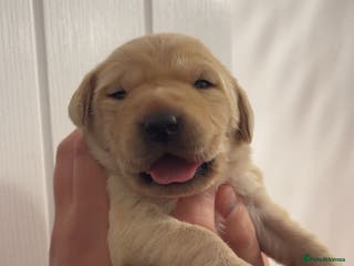 Labrador Retriever dogs KC registered Labrador Puppies - Advert 14