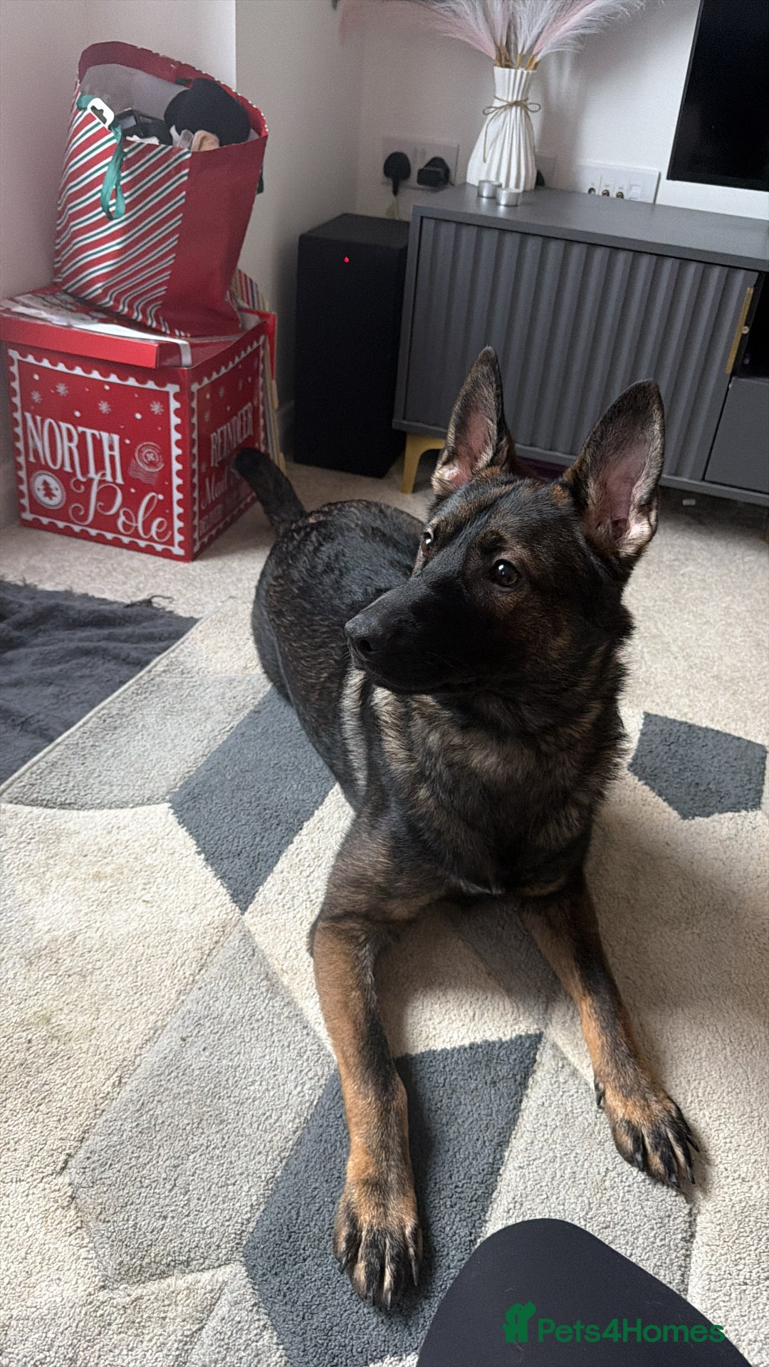 German Shepherd dogs for sale: MALE German Shepard cross (unknown)  - Advert 10