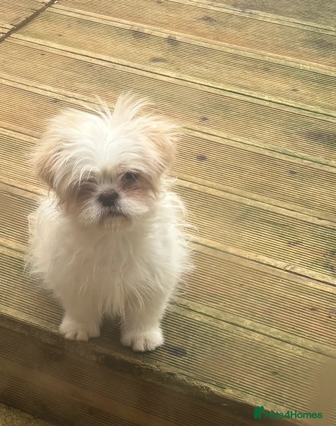 Shih Tzu dogs for sale: Lovely Shih Tzu x pug girl - Advert 2