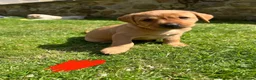 Labrador Retriever dogs for sale: Beautiful Fox Red Labrador Retriever Puppies  in Bishop Auckland - Advert 6