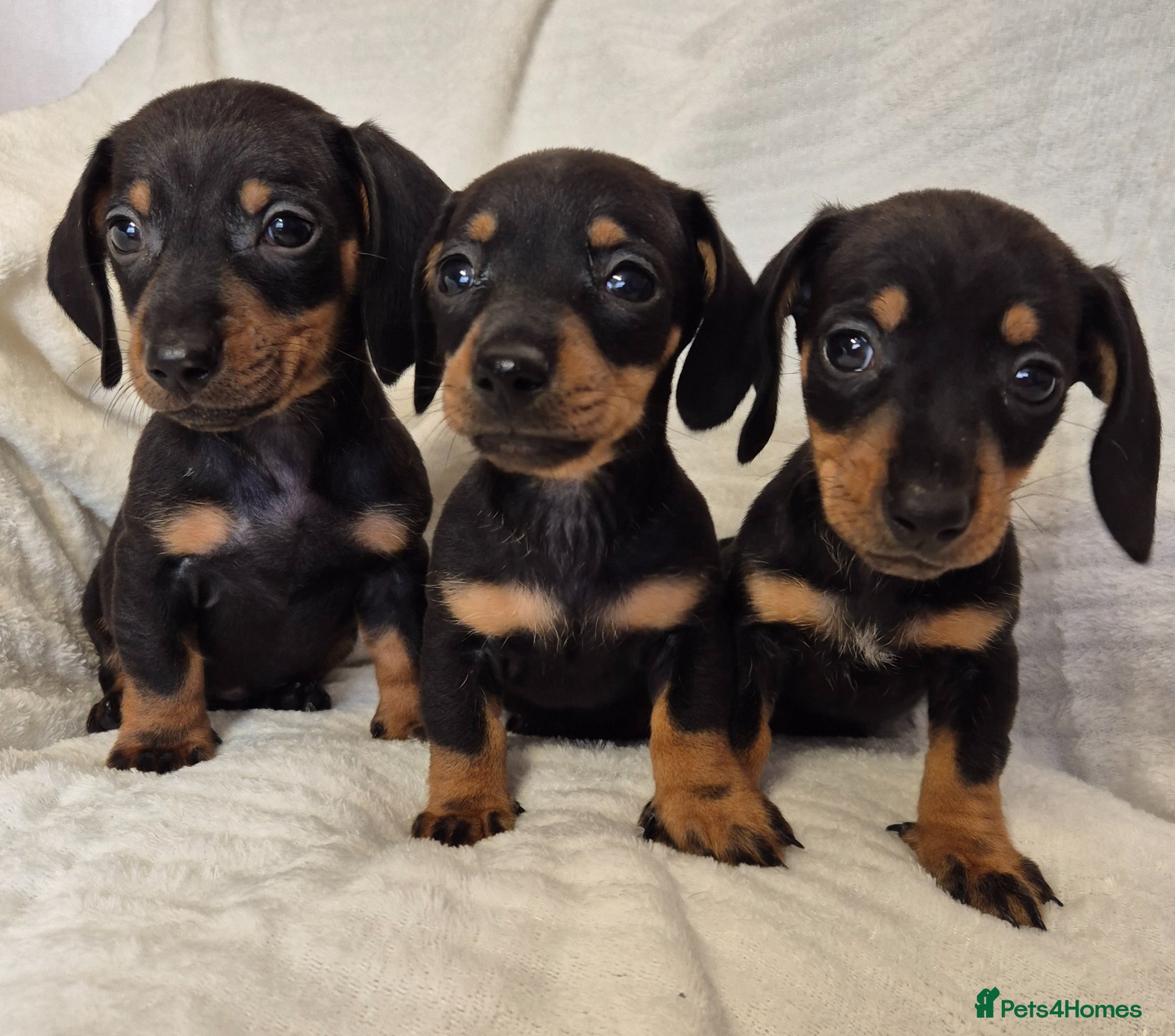 Miniature Dachshund dogs Miniature dachshund puppies. - Advert 1