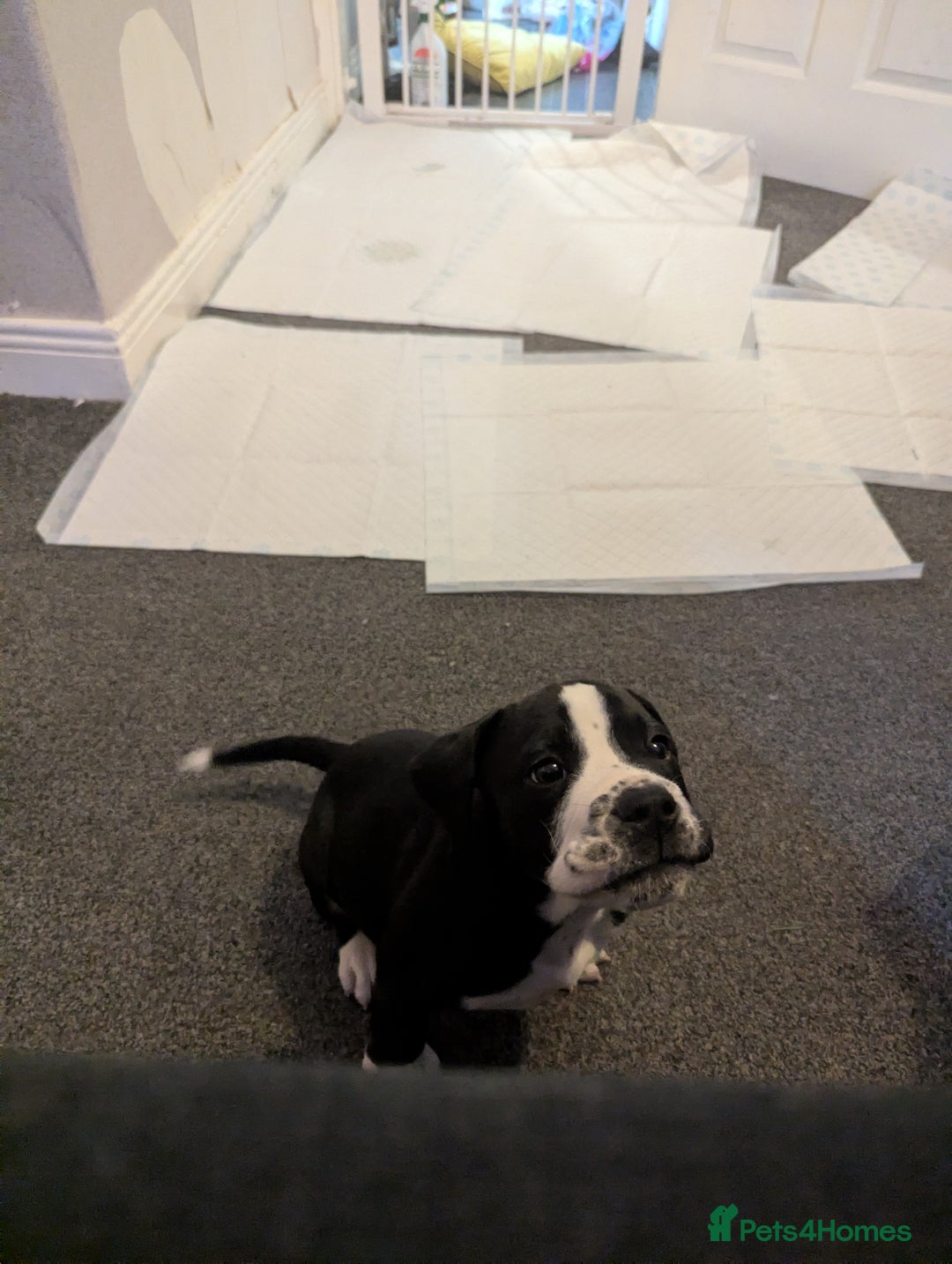 Mixed Breed dogs for sale: This is knuckles  - Advert 1