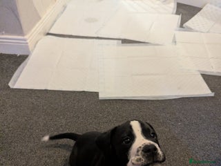 Mixed Breed dogs This is knuckles - Advert 2