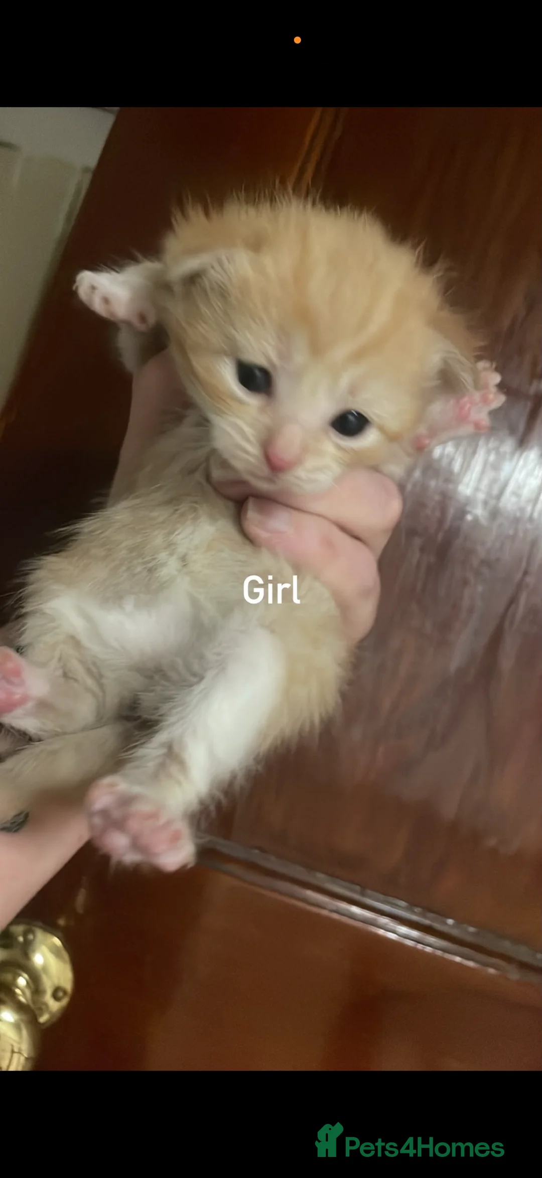 Domestic Shorthair cats for sale: Stunning kittens  - Advert 2