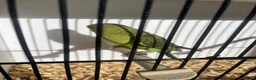 Budgerigars birds for sale: Stunning mutations  - Advert 15