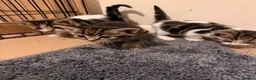 Mixed Breed cats for sale: 5 beautiful kittens  - Advert 16