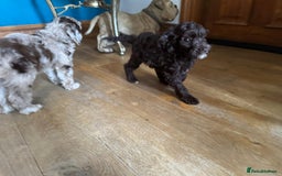 Cockapoo dogs for sale: Therapy Line F1b health tested cockapoo - Image 11