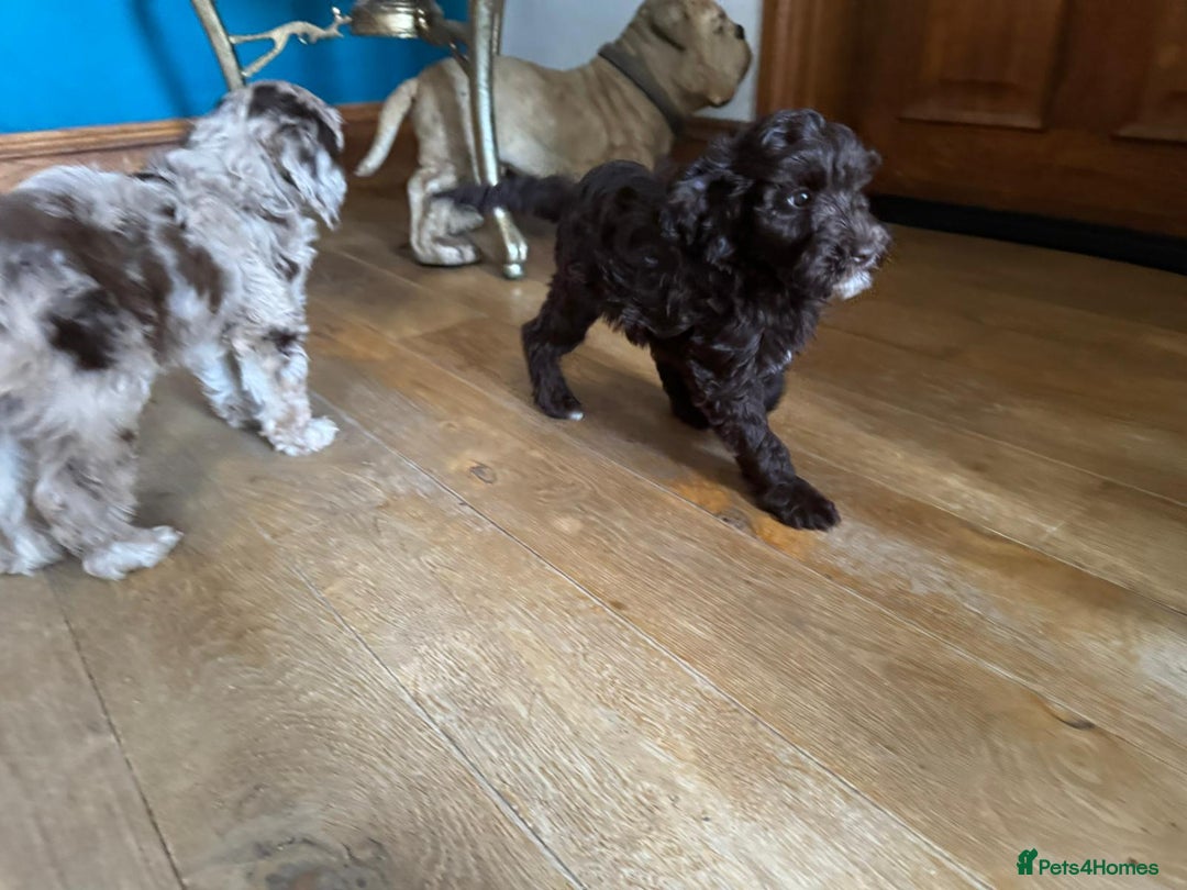 Cockapoo dogs for sale: Therapy Line F1b health tested cockapoo - Image 11