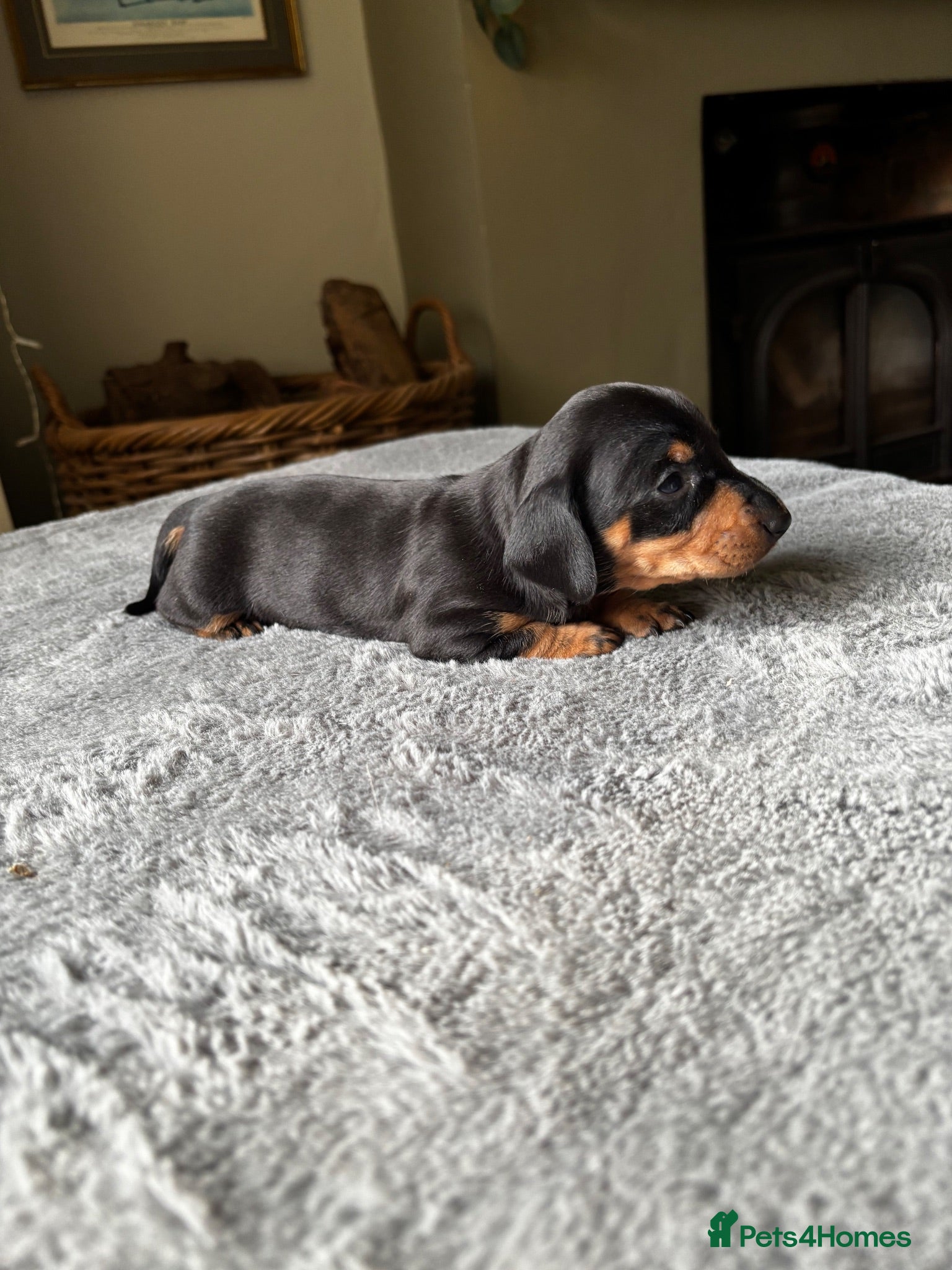 Miniature Dachshund dogs Wonderful litter of miniature dachshunds  - Advert 1