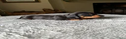 Miniature Dachshund dogs for sale: Wonderful litter of miniature dachshunds  - Advert 1