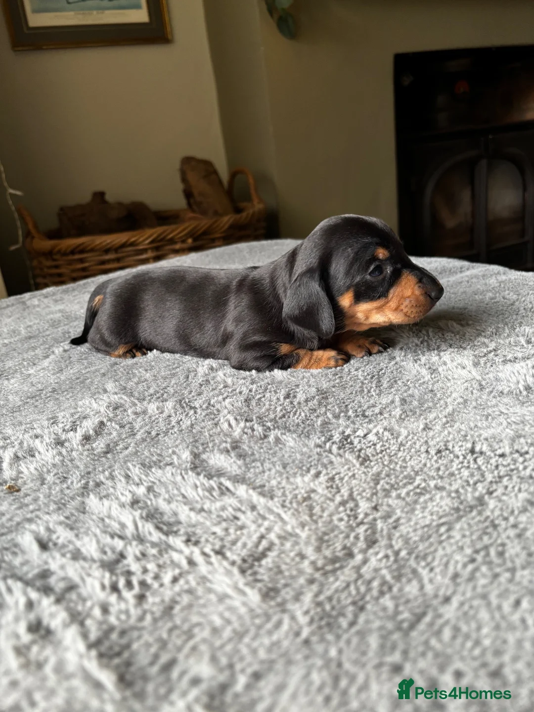 Miniature Dachshund dogs for sale: Wonderful litter of miniature dachshunds  - Advert 1