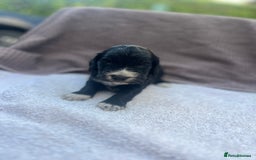 Cocker Spaniel dogs for sale: Working Cocker Spaniel Puppies  - Image 7