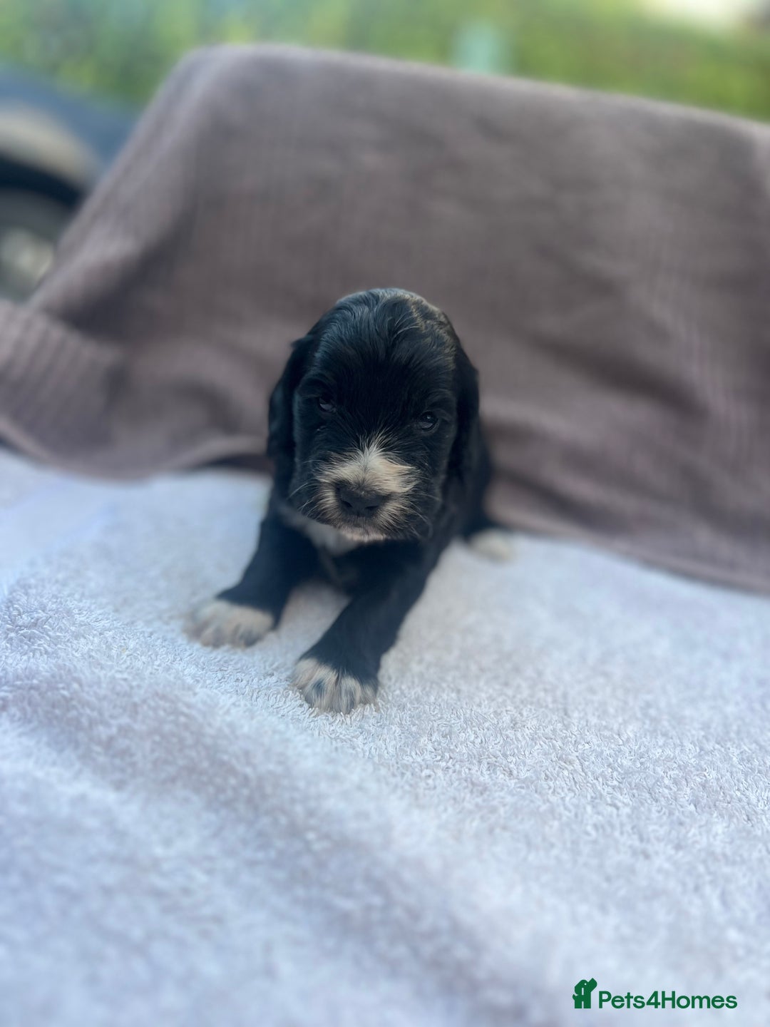 Cocker Spaniel dogs for sale: Working Cocker Spaniel Puppies  - Image 7