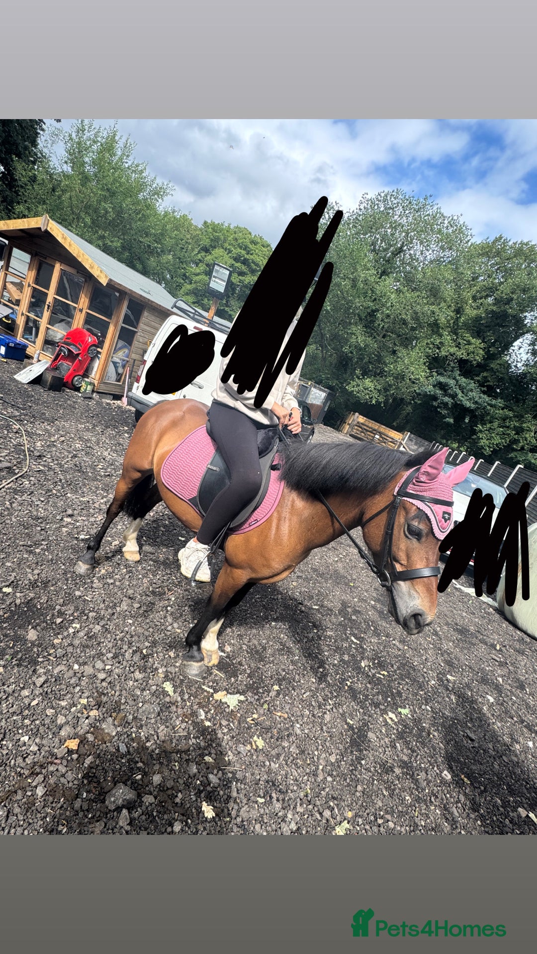 Welsh Section B horses for sale: Magic - Image 3