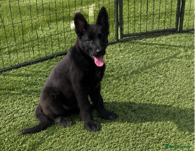 German Shepherd dogs German shepherd puppies - Advert 9