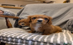 Cavachon dogs for sale: 2 Stunning Deep Red F1b Cavachon Puppies💙🩷 - Advert 3